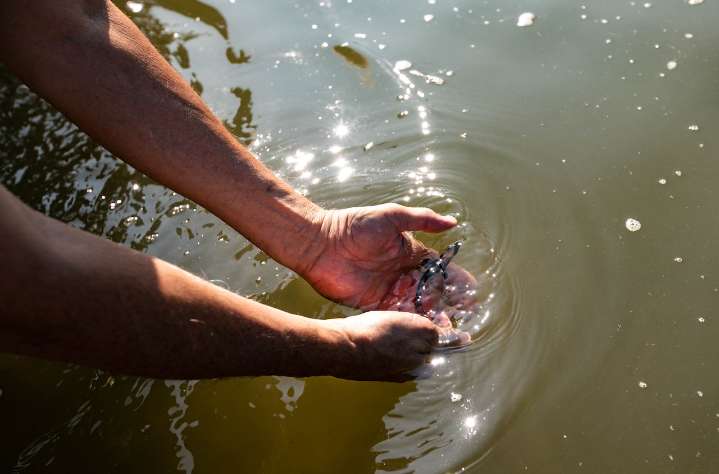 You can help restore Saginaw River system’s lake sturgeon population at these release events