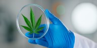 Las cifras de psicosis asociadas al cannabis se disparan en Canadá luego de la legalización