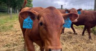 Climate-resistant cattle breeds gain ground in the South