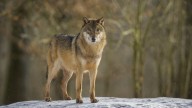 New study raises questions about effectiveness of wolf hunting as a tool to help ranchers