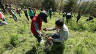 Toluca: Siembran medio millar de árboles en Santiago Tlaxomulco