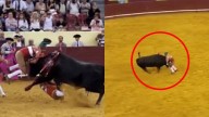 La trágica muerte de torero de 22 años, embestido por un toro de 700 kilos
