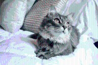 Factores clave por los cuales un gato elige a su persona favorita