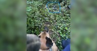 K-9 Sully makes 'significant find' during armed robbery investigation on his birthday