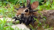 Conejos con tentáculos hallados en Colorado: la verdad sobre el virus del papiloma de Shope