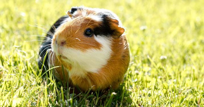 Zoo asks visitors to donate their pets to be eaten by animals