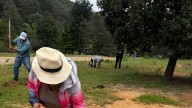 Plantan 350 árboles y realizan limpieza en la Presa de Peralillo en Guanajuato