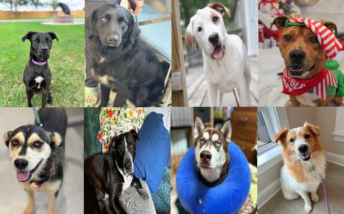 Midlands Pup Shots! August 12