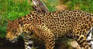 Colombia propone crear un corredor trinacional para proteger al jaguar