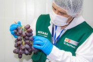 Capacitan a más de 50 agricultores en prevención de plagas en cultivos de uva