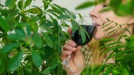 From clear skin to detoxing, chlorophyll and collagen supplements promise a lot, but what does the science say?