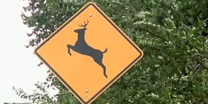 Carterville, Ill. police report increase in deer crossings