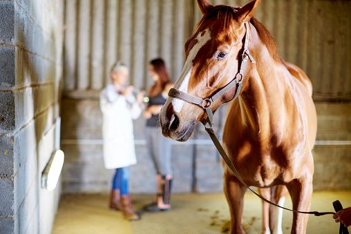Vets trained to recognize, investigate equine cruelty