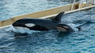 Pillan a entrenadores de Marineland masturbando a una orca y el centro se defiende