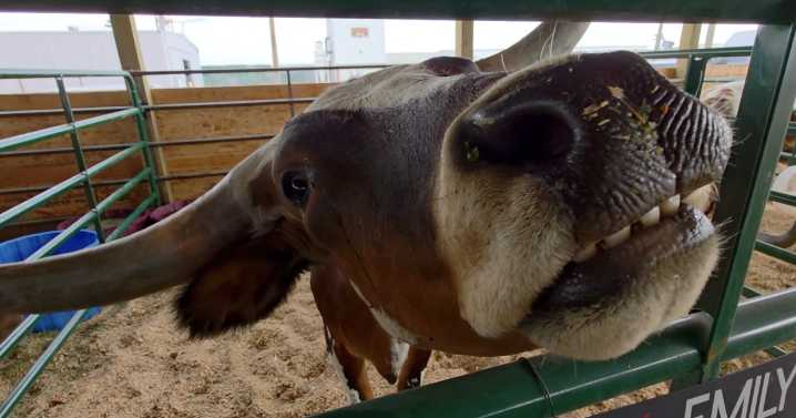 Boots, Chutes & Back to Our Roots! Twin Falls County Fair set to welcome the masses in Filer