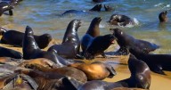 Nature: Sea lions at California's Monterey Bay
