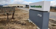 Wonderful Nurseries to shut down amid unionization fight 