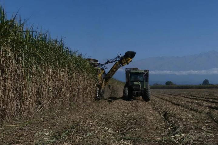 El volumen de caña disponible será inferior al previsto esta zafra