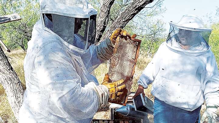 Familia de Nuevo Laredo rescata abejas y vende su miel