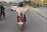 EN VIDEO: Indignación por mujer que transportaba a su perro sin protección en moto en la Troncal del Caribe