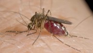 Livingston County resident is first of 2025 infected with West Nile virus. What state officials say