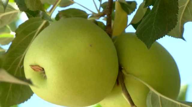 As Apple Hill opens for the season, farmers tout quality of crop