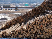 Conservation group warns against push for higher logging limits