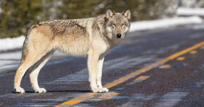 Federal court overturns decision denying Endangered Species protections to wolves