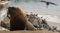 Turista coreano fue gravemente herido por un lobo marino en Valdivia
