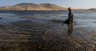 La recolección de algas en Perú empodera a las mujeres pescadoras de Paracas