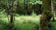 Washington to Protect the Old-Growth Forests of Tomorrow, Creates 77,000 Acres of ‘Legacy Forests’