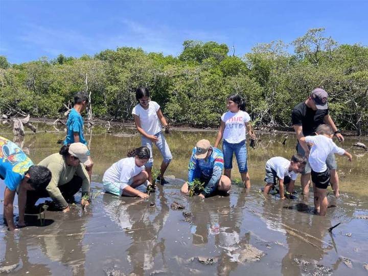 A thousand mangroves planted in La Restinga Lagoon