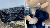 This Woman Couldn’t Believe Her Eyes After Spotting Movement In A Mysterious Garbage Bag