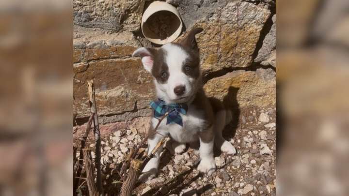 Tears As Texas Family Returns Dog To Shelter Just 24 Hours Later For 'Crying Excessively'