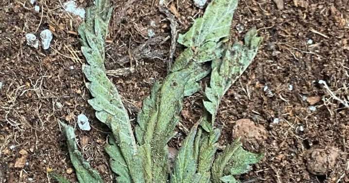 Scots villagers stunned after discovering fly-tipped remains of apparent cannabis farm