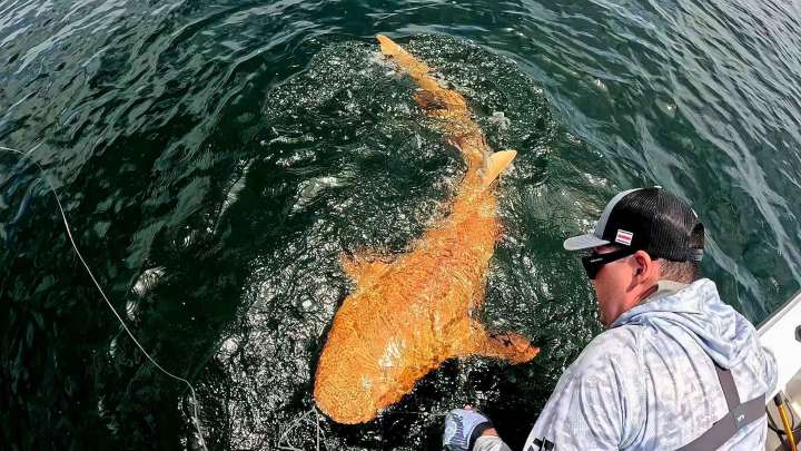 Hallan Extraño Tiburón Naranja en Costa Rica, ¿A Qué Se Debe Este Fenómeno?