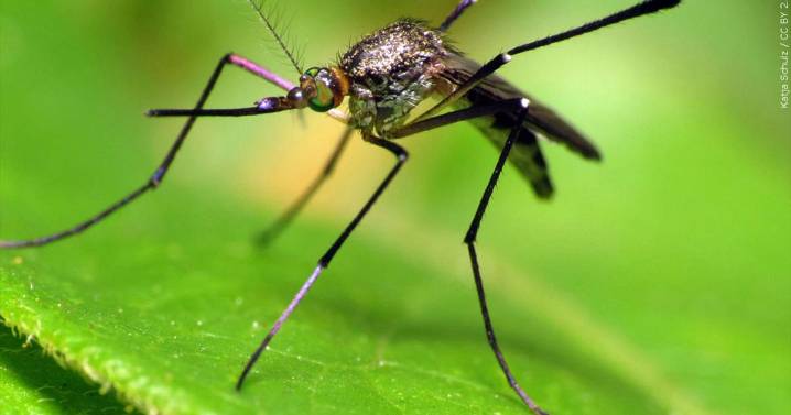 West Nile Virus found in Black Hawk County mosquitoes