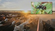 New World Screwworm puts fear in Texas ranchers as parasite detected near border