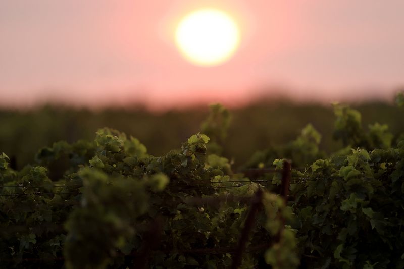 As blazes spread, French winemakers rue loss of ‘fire break’ vineyards
