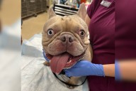 Owner Arrested After Leaving Dog in Scorching Car To Go to Beach