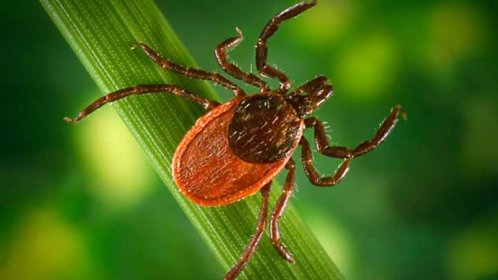 The Beautiful Flowering Plant That Could Be Inviting Ticks Into Your Yard