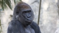 San Diego Zoo announces death of 30-year-old gorilla called ‘heart of our bachelor troop’