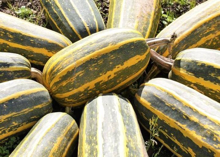 No-one actually wants a marrow