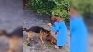 Shock As Florida Dog Finds A Mysterious Guest Hiding In Family's Fenced