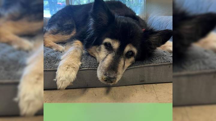 This Sweet Pup Was Sent To A Shelter In Florida Because His Owner Thought He Was 'Boring'