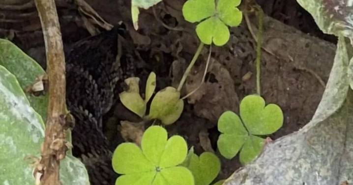 Neighbours in a panic as there’s a ‘snake’ on the loose in gardens near UK city