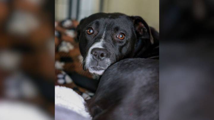 Sweet Mama Dog Was Heartbroken After Being Overlooked In Florida Shelter Even Though Her Puppies Were Adopted