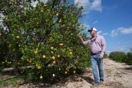 U.S. orange juice shipments plummet as Canadians find Florida OJ hard to swallow
