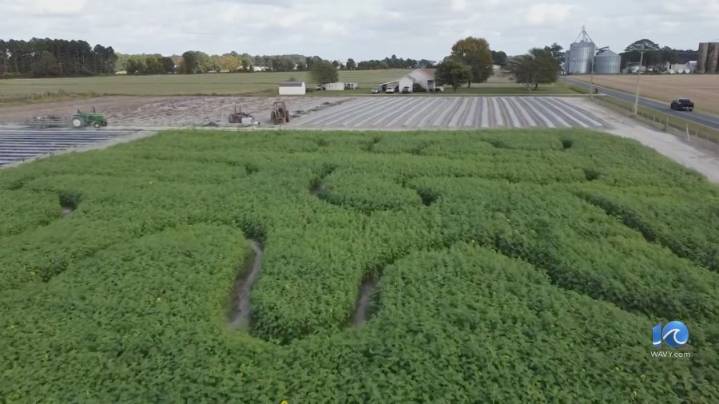 Local farmers watch crops closely the month before corn mazes and pumpkin patch openings