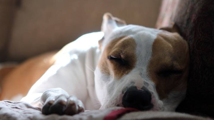 Pets in the City: How to Make Apartment Living Work for You and Your Pup